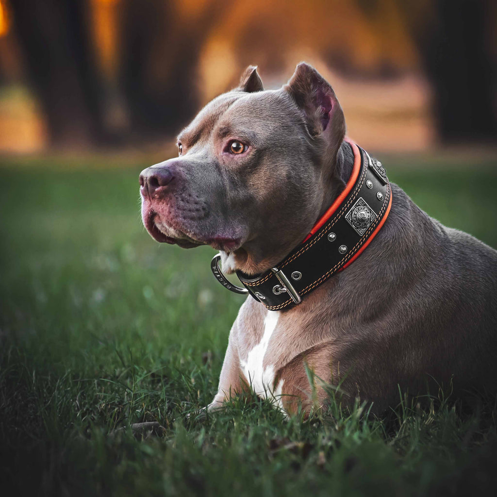 The "Eros" collar 2.5 inch wide black & orange-1