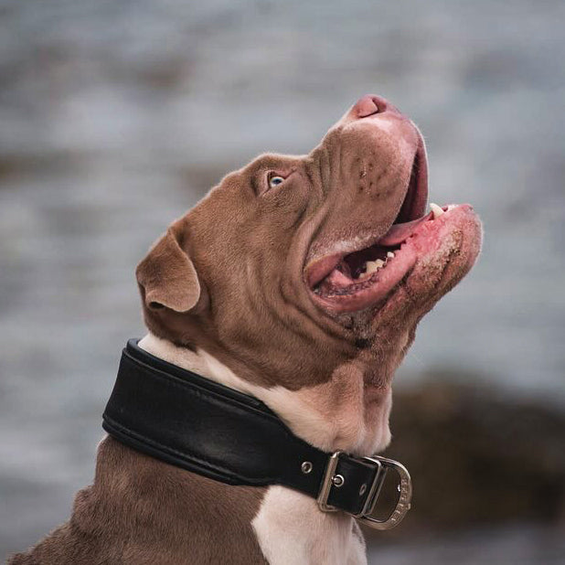 Plain "Style" collar black