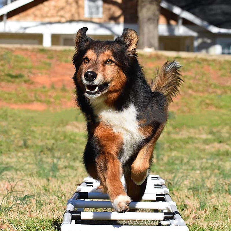 Dog Outdoor Sports Equipment Agility Training