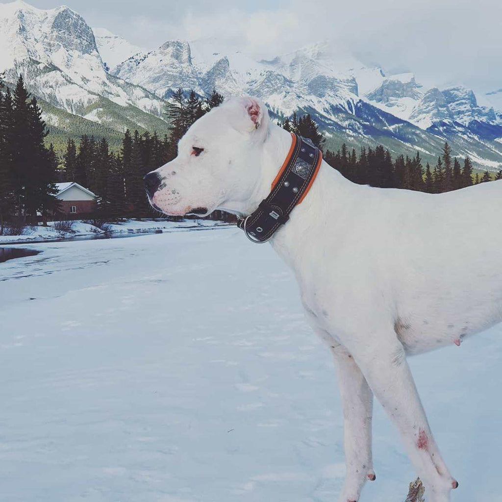 The "Eros" collar 2.5 inch wide black & orange-4